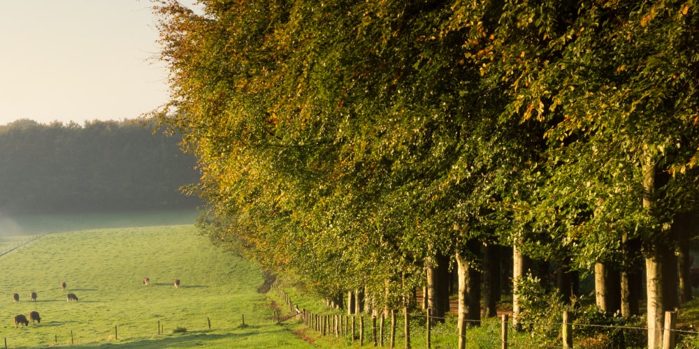 Kort Natuur